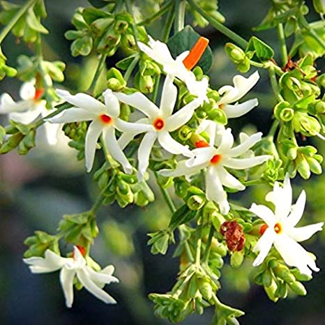 Nyctanthes arbor-tristis (jasmine flowers)