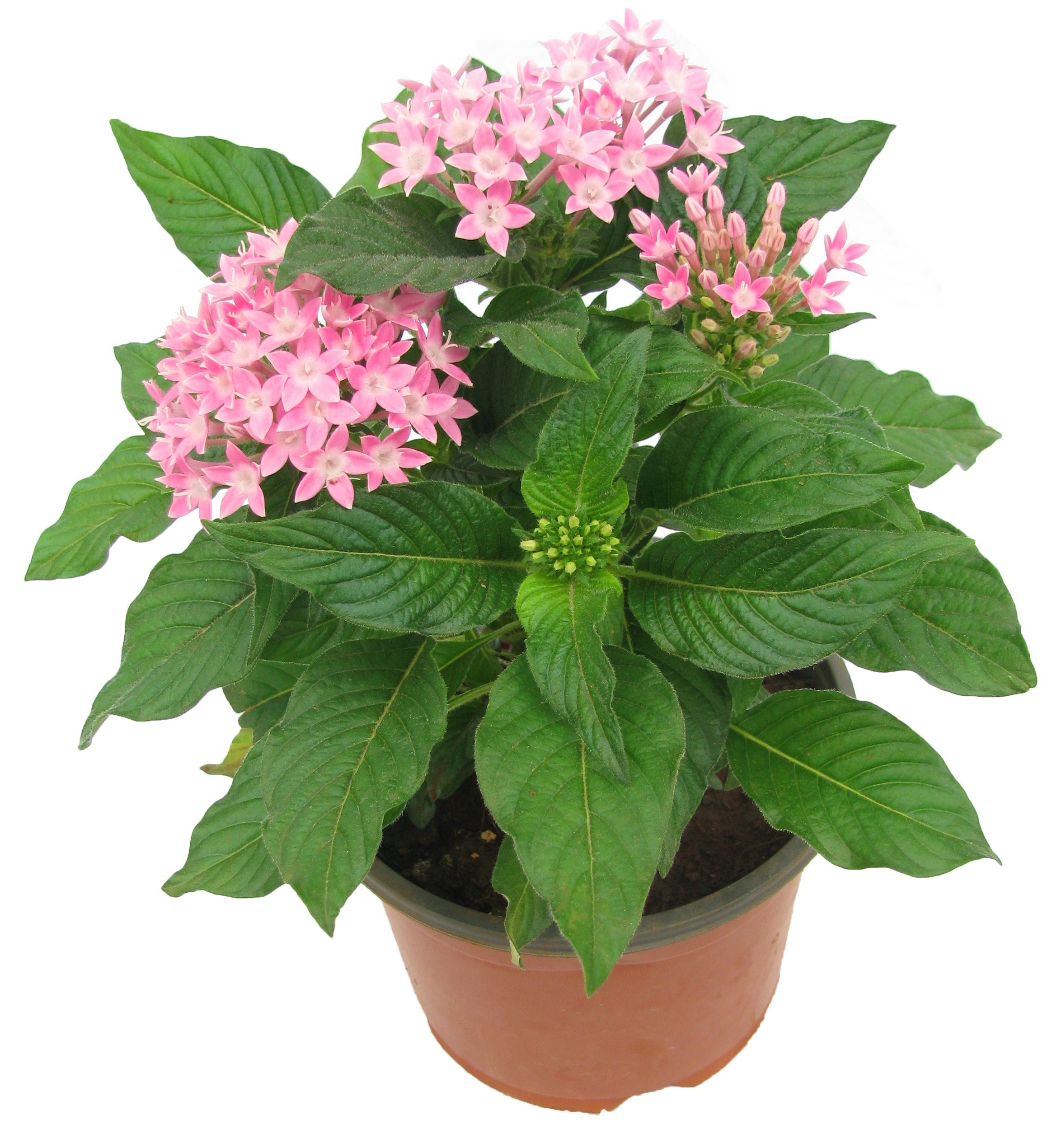 Pentas Pink - Plant