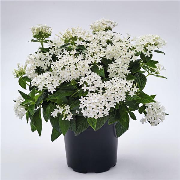 Pentas White - Plant