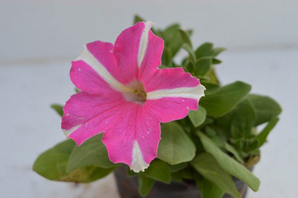 Petunia Pink & White - Plant
