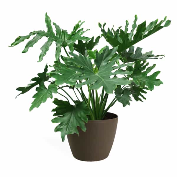 Philodendron Selloum - Plant
