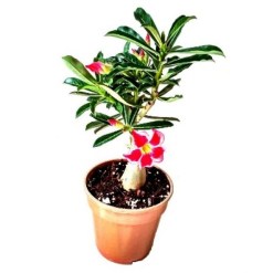 Plumeria Pudica, Kavati Chafa - Plant