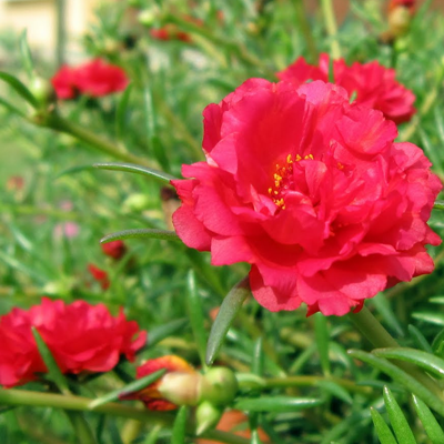 Portulaca Red - Plants