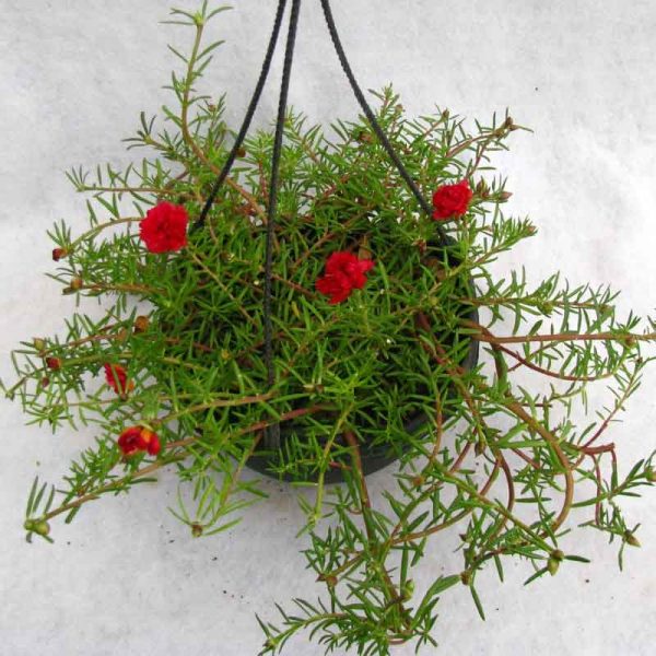 Portulaca Red - Plants