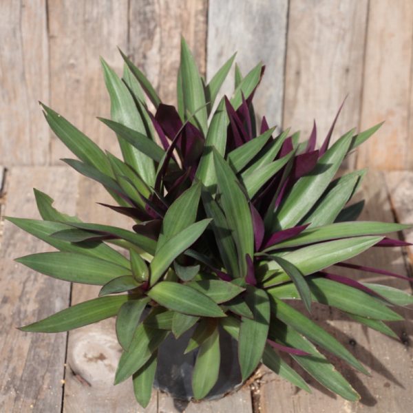 Rhoeo Spathacea Compacta - Plant