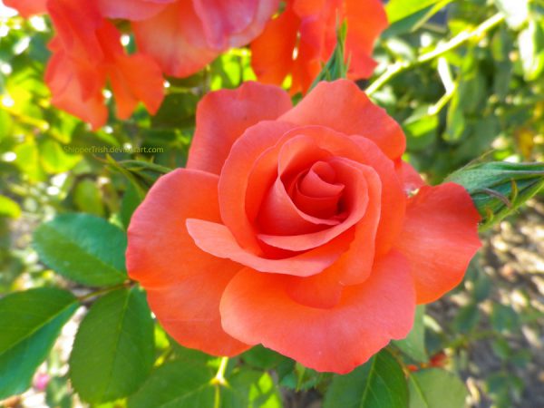 Rose (Orange Pink) - Plant