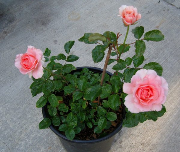 Rose (Pink) - Plant