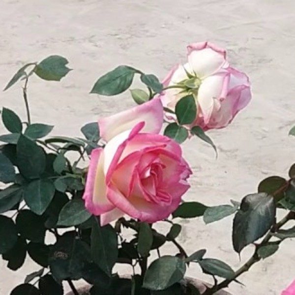 Rose (Pink White) - Plant