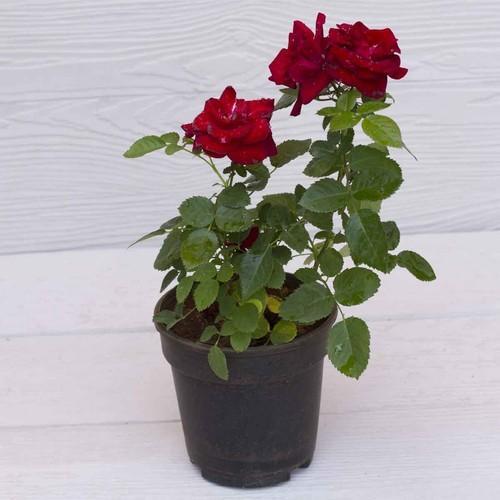 Rose (Red) - Plant