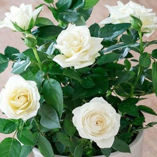 Rose (White) - Plant