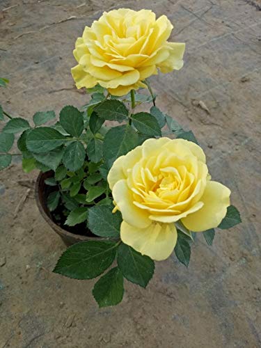 Rose (Yellow) - Plant