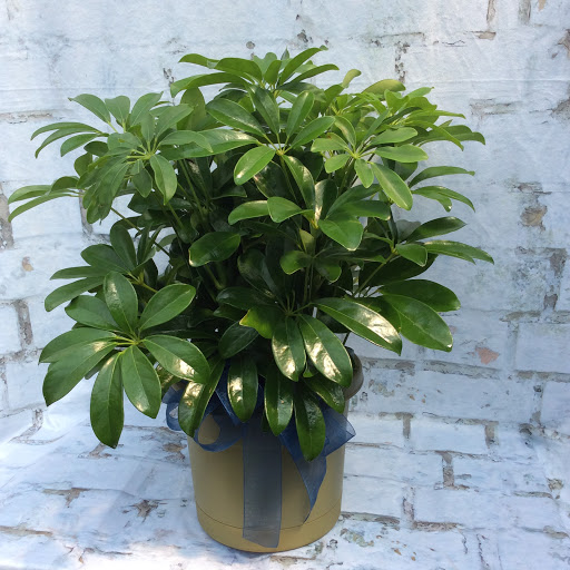 Schefflera - Plant