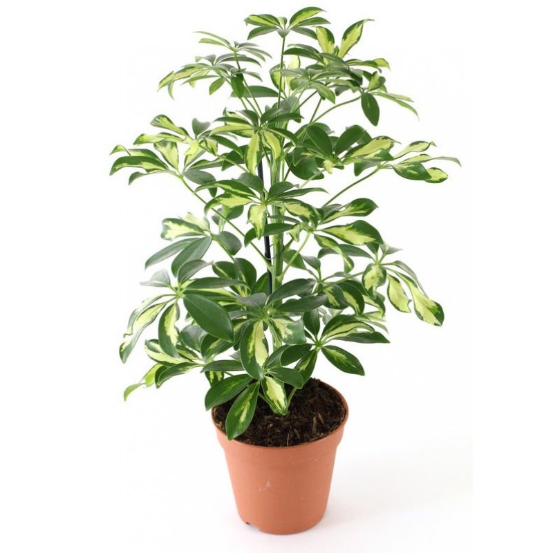 Schefflera Variegated - Plant