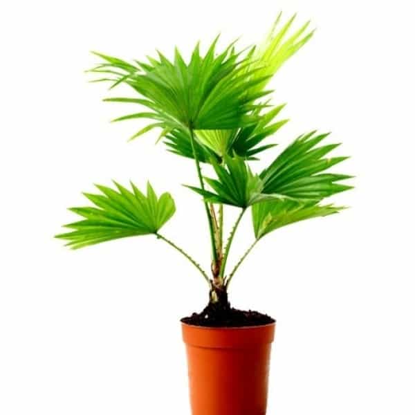 Table palm, Umbrella Palm - Plant