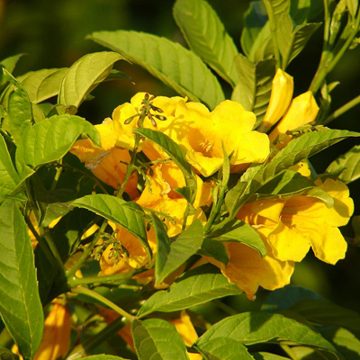 Tecoma, Goudichoudi (Yellow) - Plant