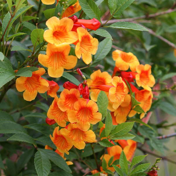 Tecoma (Shrub, Orange) - Plant