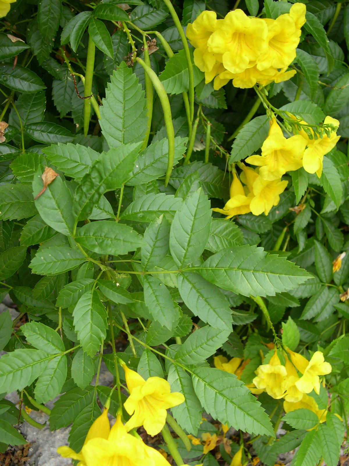 Tecoma Stans - Plant