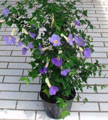 Thunbergia Erecta Nana, Meyenia Erecta Nana, Bush Clock Vine - Plant