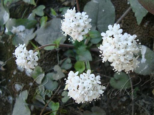 Valeriana Jatamasi