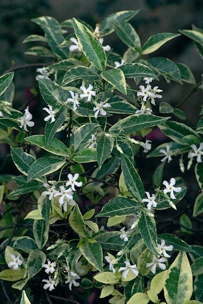 Variegated Jasmine