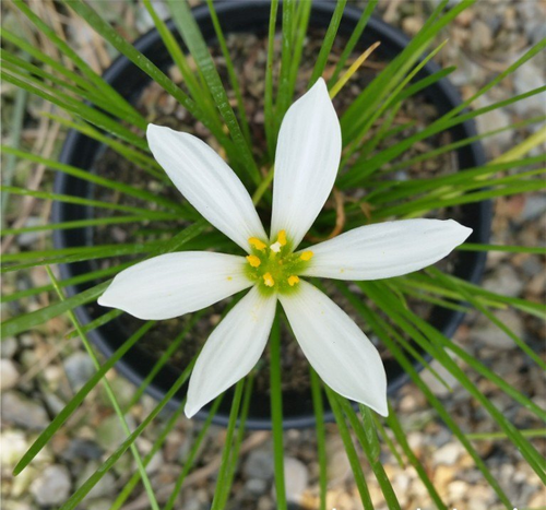 Zephyranthes Candida (White) - Plant