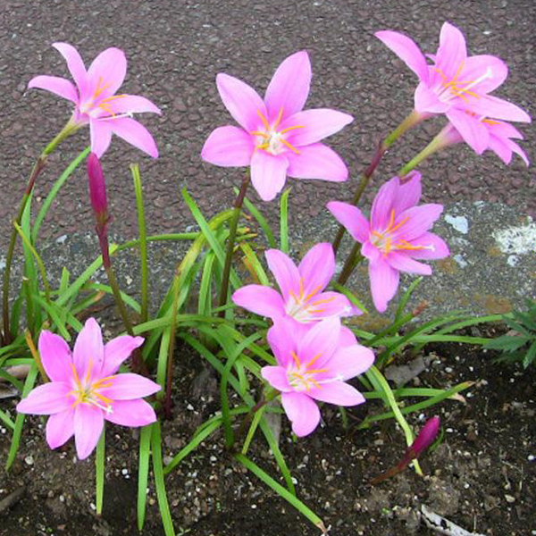 Zephyranthes Grandiflora, Pink Rain Lily - Plant