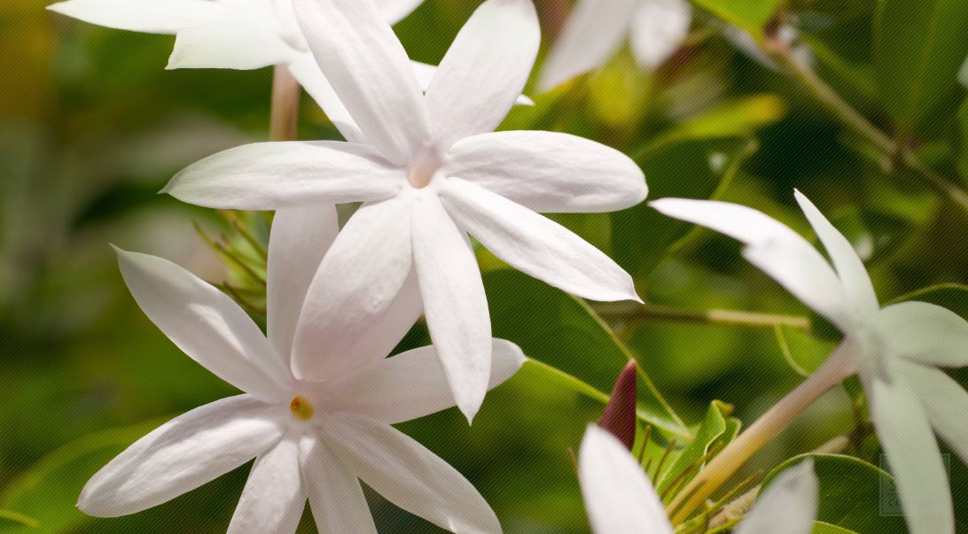 jasmine flowers 