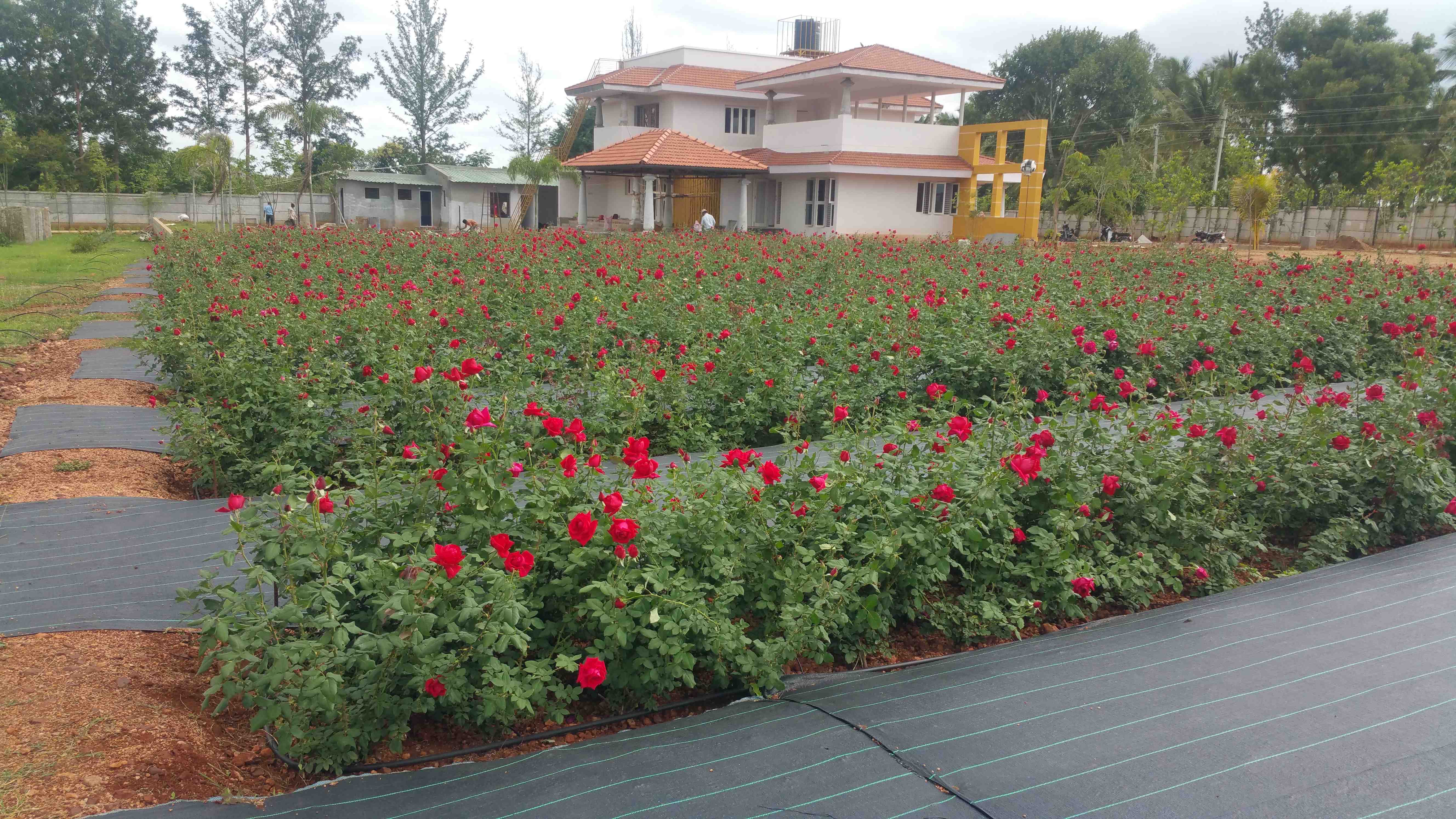 Lokish Garden